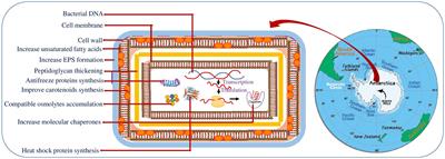 Comprehensive insights on environmental adaptation strategies in Antarctic bacteria and biotechnological applications of cold adapted molecules